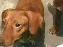 Cachorro raça Pitt num misturada com base  idade 2 anos nome Poly 