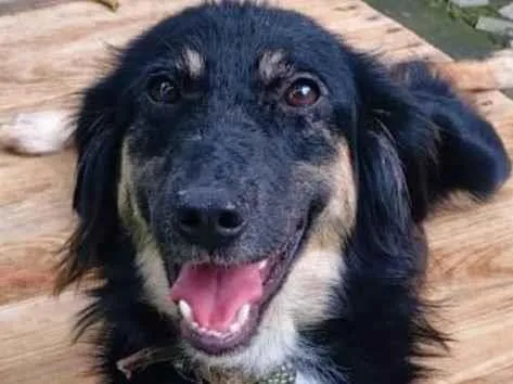 Cachorro ra a SRD-ViraLata idade 1 ano nome Lobinha