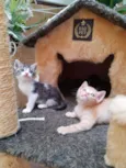 Mimi e Rubi