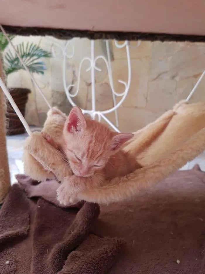 Gato ra a SRD-ViraLata idade Abaixo de 2 meses nome Mimi e Rubi