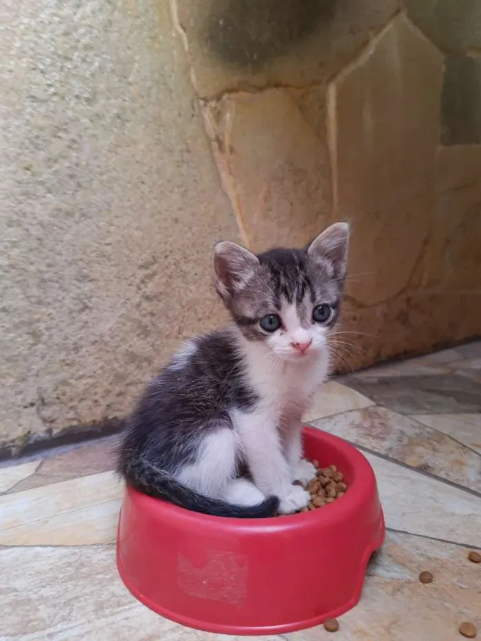 Gato ra a SRD-ViraLata idade Abaixo de 2 meses nome Mimi e Rubi