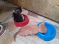 Mimi e Rubi