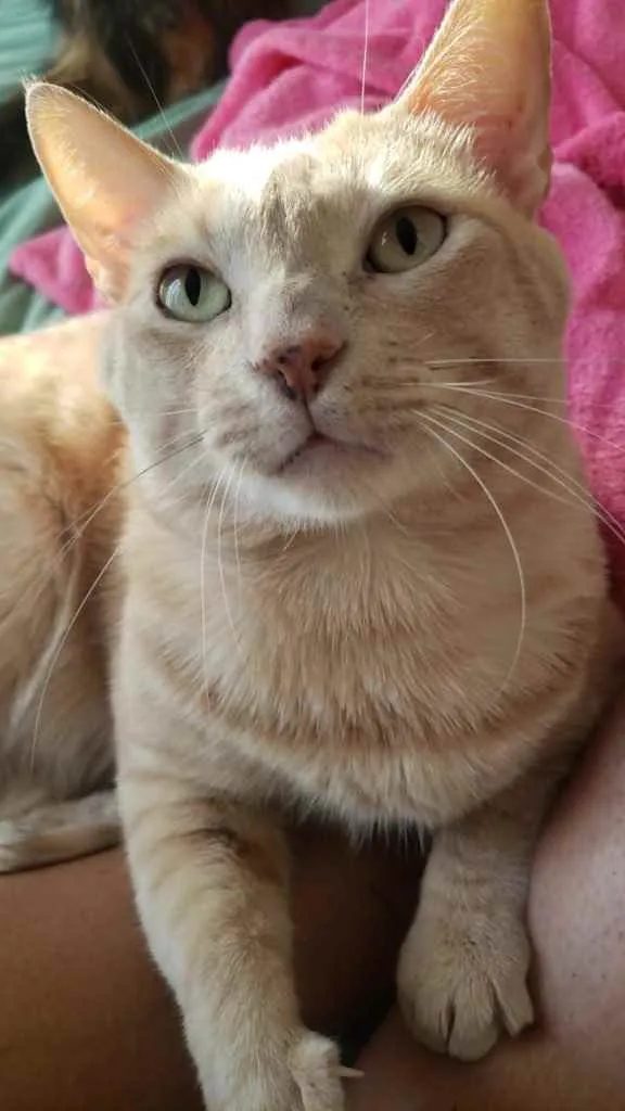 Gato ra a SRD idade 1 ano nome GARFIELD