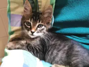 Gato raça SRD idade 2 a 6 meses nome Tedy