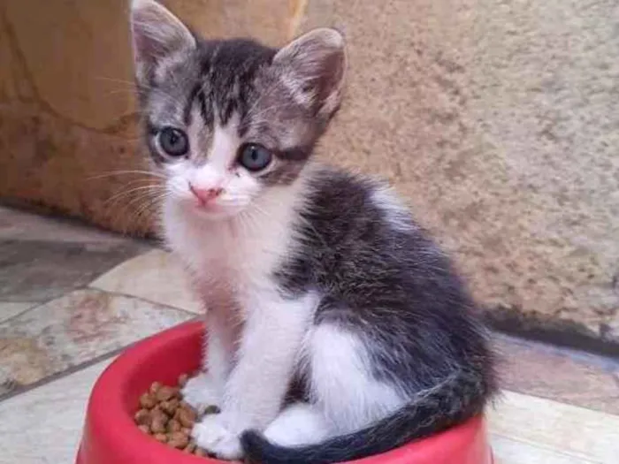 Gato ra a SRD-ViraLata idade Abaixo de 2 meses nome Mimi e Rubi