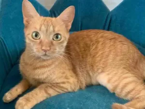 Gato raça SRD idade 2 a 6 meses nome ADORE