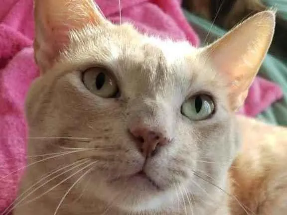 Gato ra a SRD idade 1 ano nome GARFIELD
