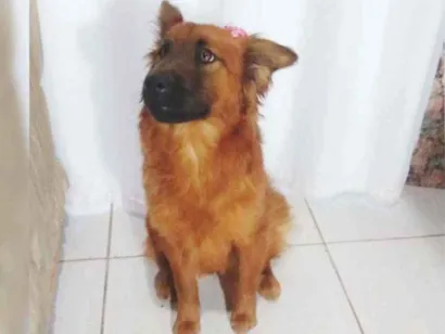 Cachorro raça Mestiço Chow Chow  idade 7 a 11 meses nome Belinha