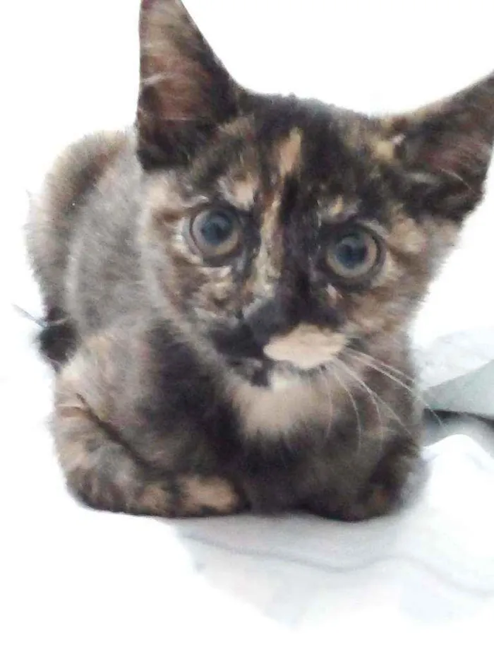 Gato raça RND idade 2 a 6 meses nome Havana 