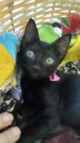 Mimi, Lili, kika
