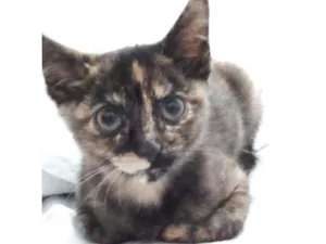 Gato raça RND idade 2 a 6 meses nome Havana 