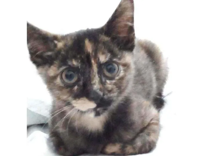 Gato raça RND idade 2 a 6 meses nome Havana 