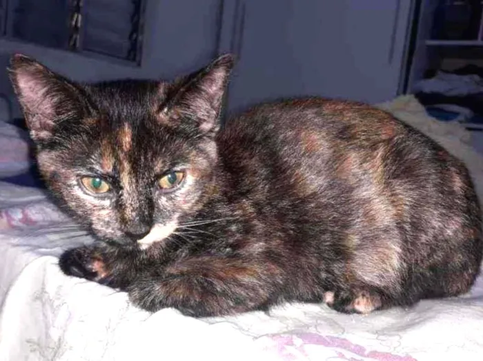 Gato raça RND idade 2 a 6 meses nome Havana 