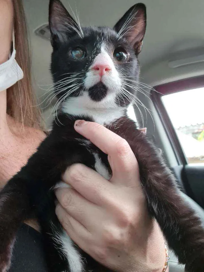 Gato ra a SRD idade 2 a 6 meses nome Pingo