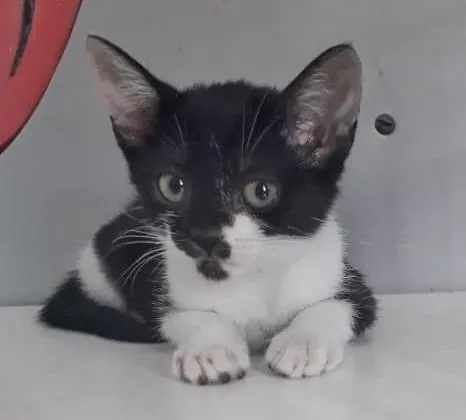 Gato raça SRD-ViraLata idade 2 a 6 meses nome GRACIOSA