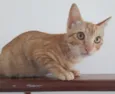 Gato raça SRD-ViraLata idade 2 a 6 meses nome AMARELINHO