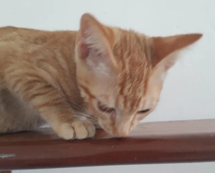 Gato raça SRD-ViraLata idade 2 a 6 meses nome AMARELINHO