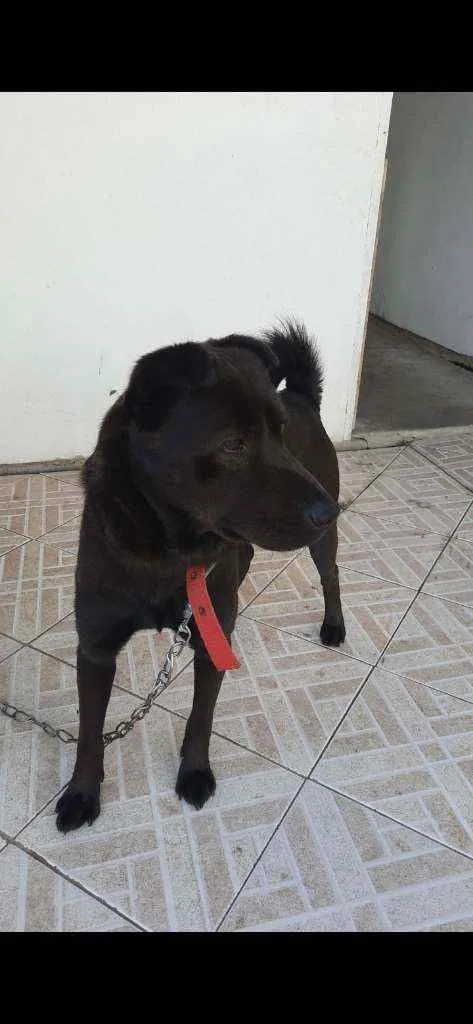 Cachorro ra a Mistura -Viralata  idade 2 anos nome Marley 