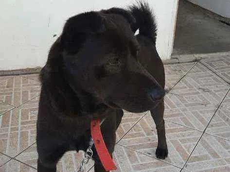 Cachorro ra a Mistura -Viralata  idade 2 anos nome Marley 