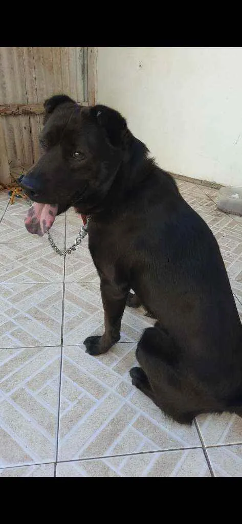 Cachorro ra a Mistura -Viralata  idade 2 anos nome Marley 