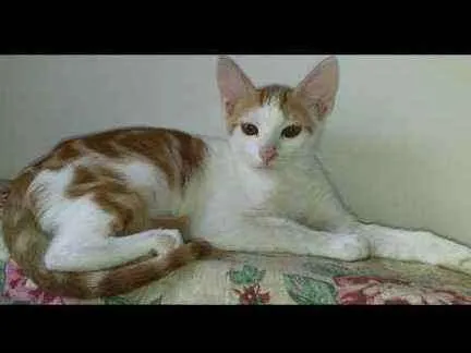 Gato ra a Indefinida idade 2 a 6 meses nome Ferrugem