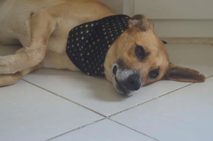 Cachorro ra a SRD-ViraLata idade 6 ou mais anos nome Duque