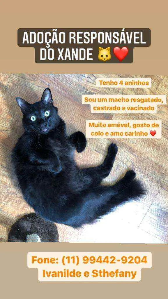Gato raça Felino idade 4 anos nome Xande