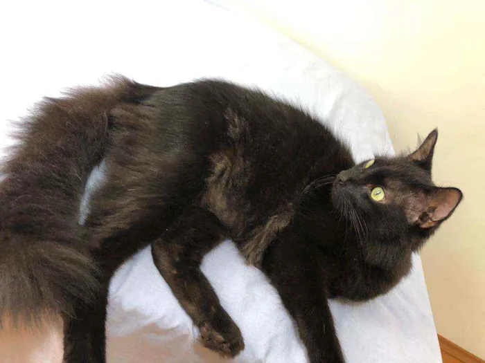 Gato raça Felino idade 4 anos nome Xande