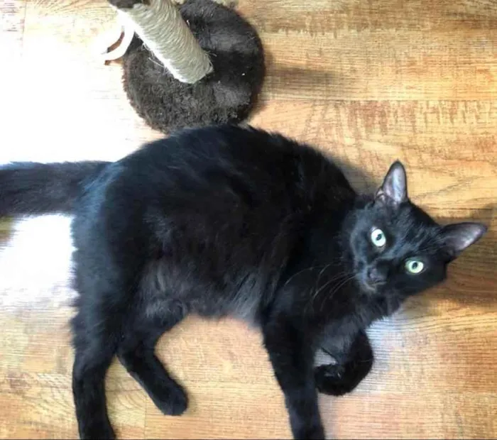 Gato raça Felino idade 4 anos nome Xande