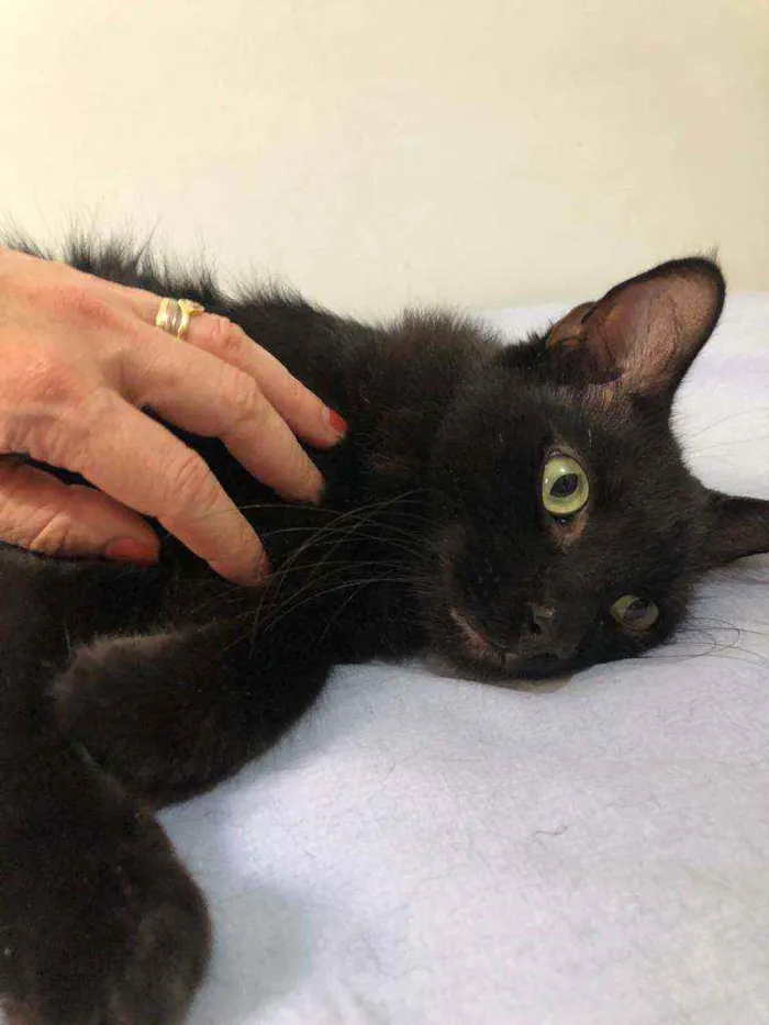 Gato raça Felino idade 4 anos nome Xande