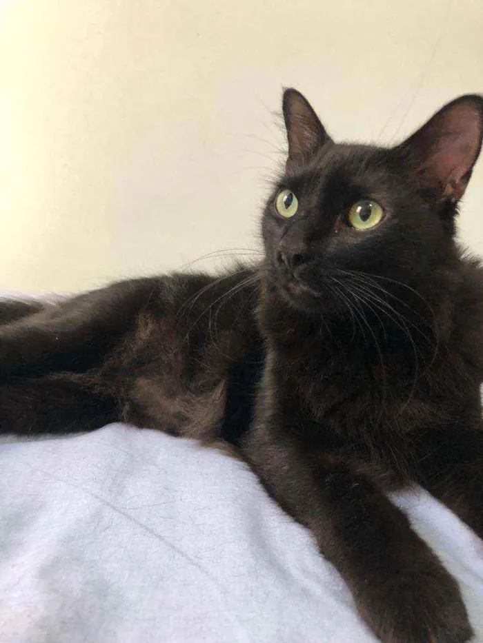 Gato raça Felino idade 4 anos nome Xande