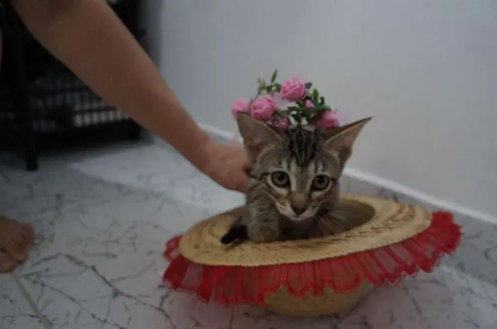 Gato ra a SRD-ViraLata idade 2 a 6 meses nome Chloe