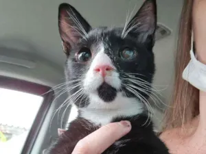 Gato raça SRD idade 2 a 6 meses nome Pingo