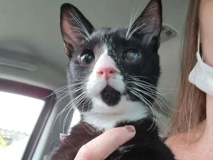 Gato ra a SRD idade 2 a 6 meses nome Pingo