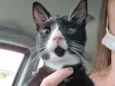Pingo