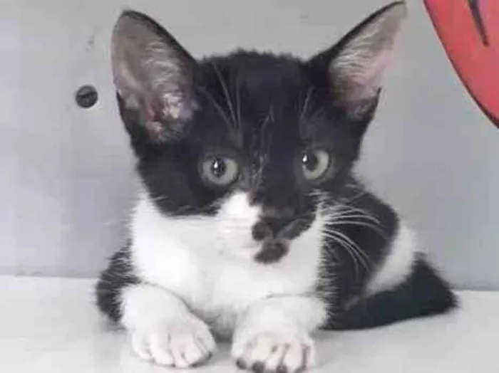 Gato raça SRD-ViraLata idade 2 a 6 meses nome GRACIOSA