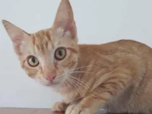 Gato raça SRD-ViraLata idade 2 a 6 meses nome AMARELINHO