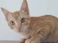Gato raça SRD-ViraLata idade 2 a 6 meses nome AMARELINHO
