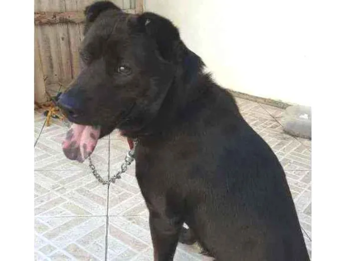 Cachorro ra a Mistura -Viralata  idade 2 anos nome Marley 