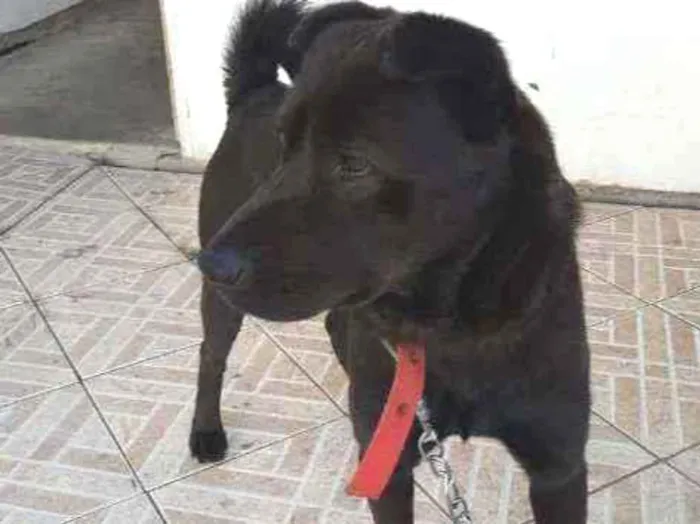 Cachorro ra a Mistura -Viralata  idade 2 anos nome Marley 