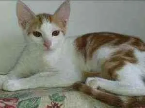 Gato raça Indefinida idade 2 a 6 meses nome Ferrugem