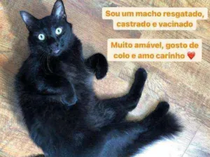 Gato raça Felino idade 4 anos nome Xande