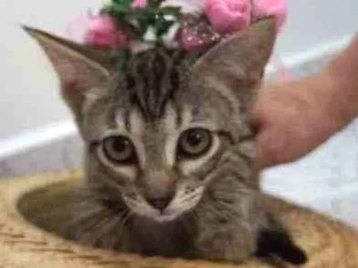Gato ra a SRD-ViraLata idade 2 a 6 meses nome Chloe