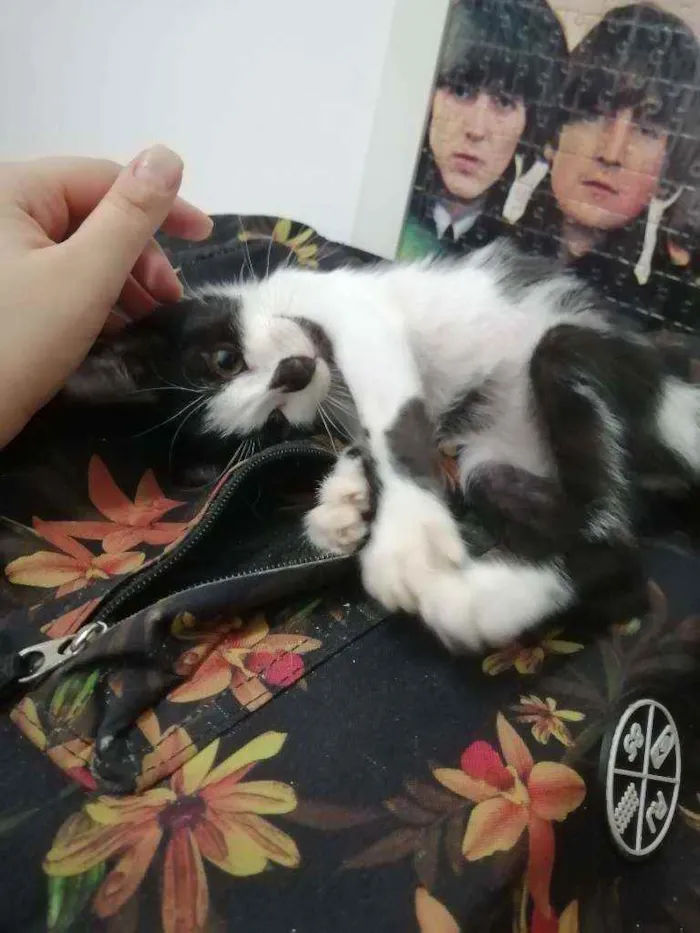 Gato raça SRD idade Abaixo de 2 meses nome Tom