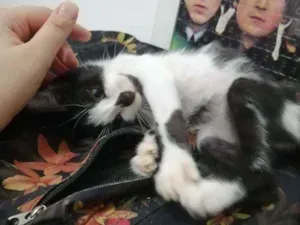 Gato raça SRD idade Abaixo de 2 meses nome Tom