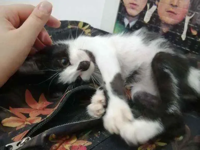 Gato raça SRD idade Abaixo de 2 meses nome Tom