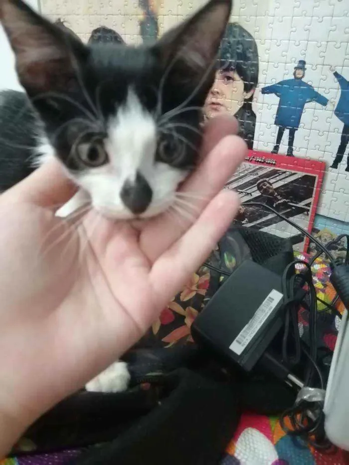 Gato raça SRD idade Abaixo de 2 meses nome Tom