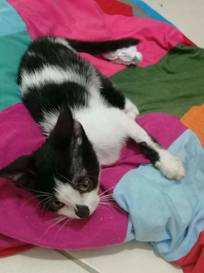 Gato raça SRD idade Abaixo de 2 meses nome Tom