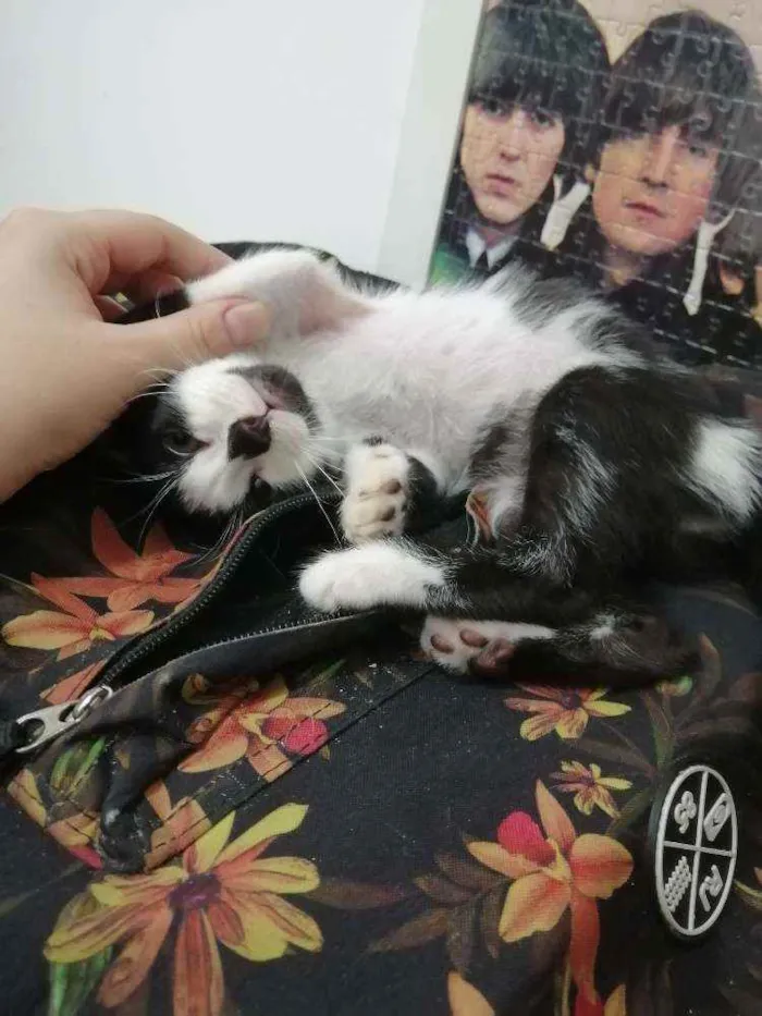 Gato raça SRD idade Abaixo de 2 meses nome Tom