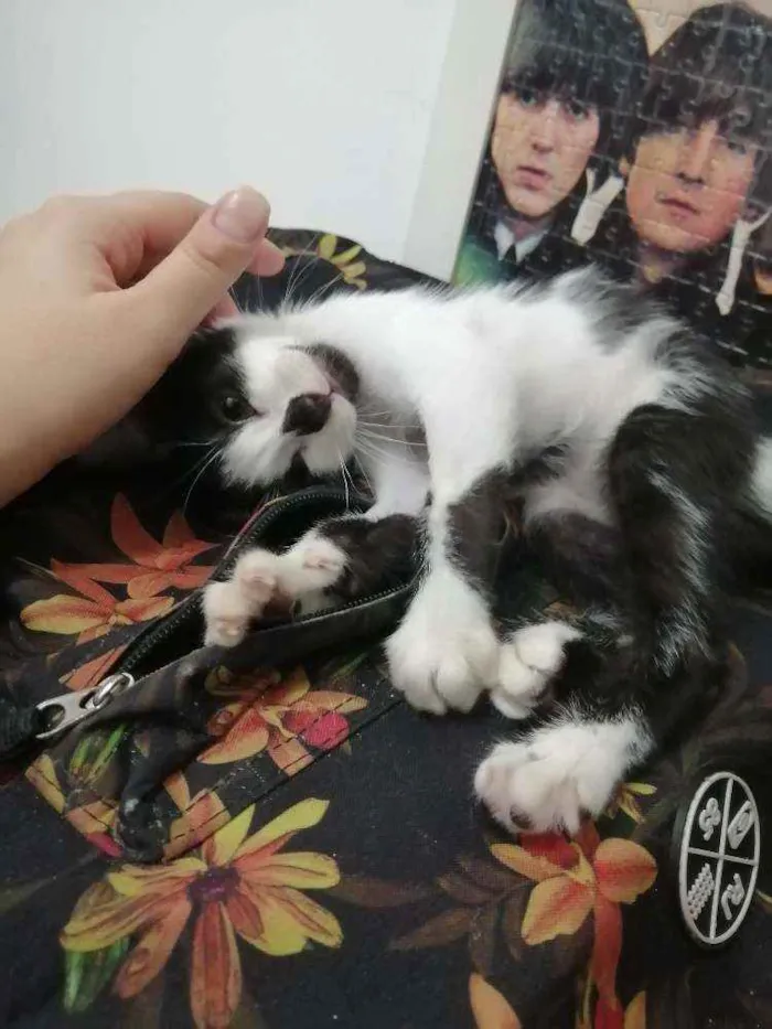 Gato raça SRD idade Abaixo de 2 meses nome Tom